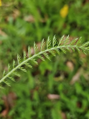 Achillea millefolium