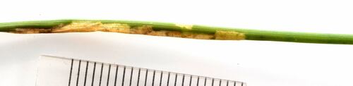 Yellow-bellied Rush-cutter photo 2