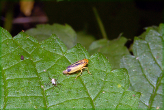 Evacanthus bellaustralis