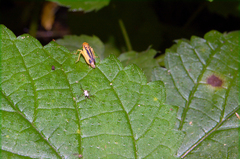 Evacanthus bellaustralis
