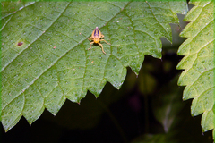 Evacanthus bellaustralis
