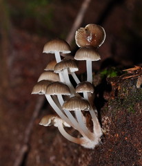 Mycena tuvara