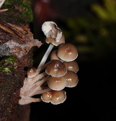 Mycena tuvara