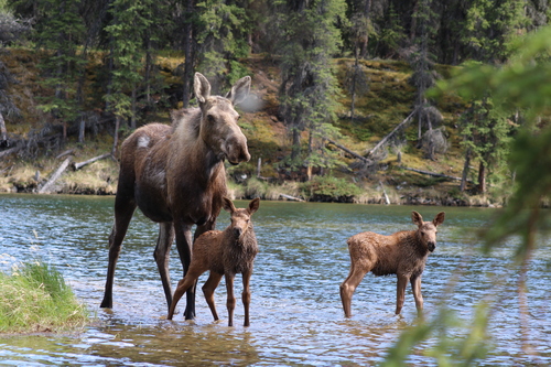 Alaskan Moose photographed in Alaska