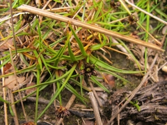Juncus antarcticus