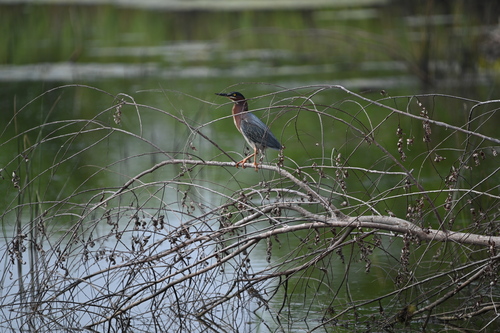 Green Heron photographed in Oklahoma
