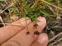 Juncus antarcticus