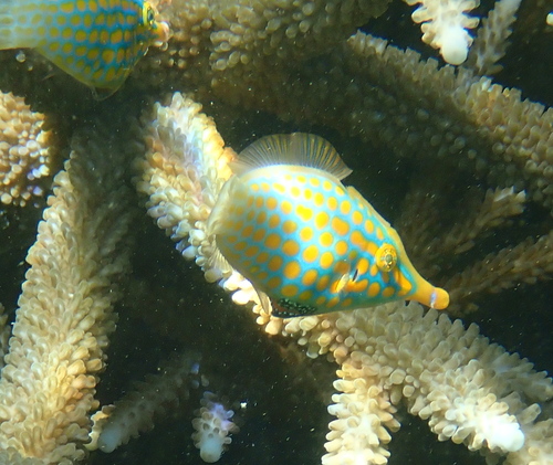 テングカワハギの画像