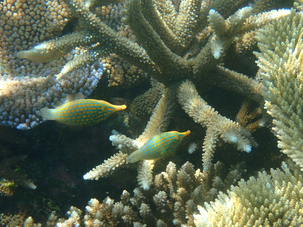 Harlequin Filefish