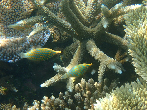 Harlequin Filefish