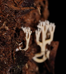 Phaeoclavulina ochracea