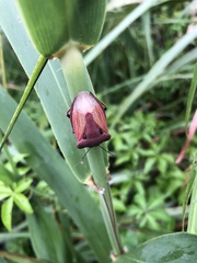 Chalcopis glandulosa