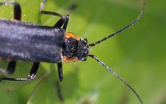 Cantharis obscura