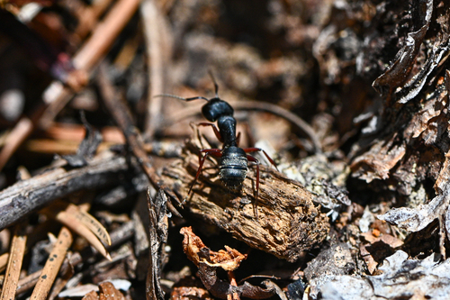 iNaturalist observation photo of Western Black Carpenter Ant