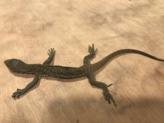 Varanus bengalensis