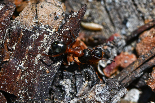 iNaturalist observation photo of Wood, Mound, and Field Ants