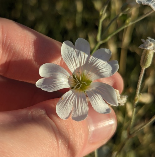 Snow in summer (Cerastium tomentosum)