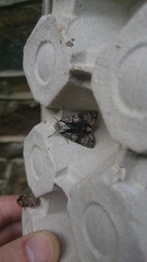 Acronicta alni