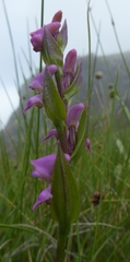 Disperis oxyglossa