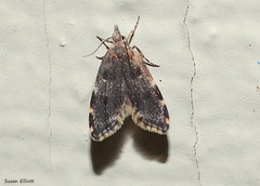 Eido trimaculella
