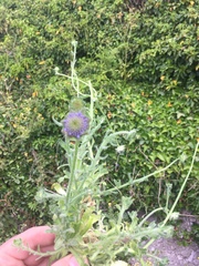 Jasione