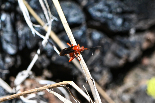 iNaturalist observation photo of Ichneumonid Wasps