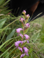 Disperis oxyglossa