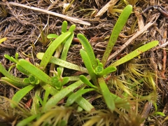 Abrotanella caespitosa