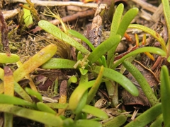 Abrotanella caespitosa