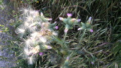 Carduus arabicus