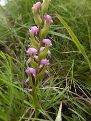 Disperis oxyglossa
