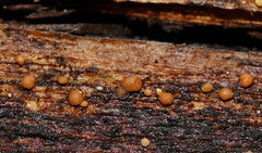 Trichoderma nothescens