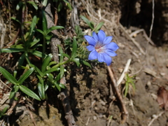 Gentiana arisanensis