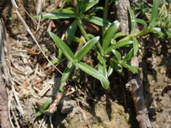Gentiana arisanensis