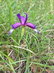 Iris graminea