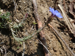 Gentiana arisanensis