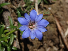Gentiana arisanensis