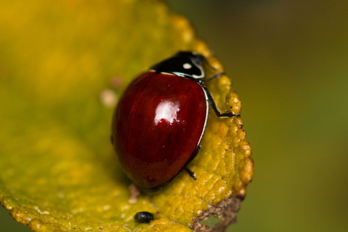 iNaturalist observation photo of Spotless Lady Beetle