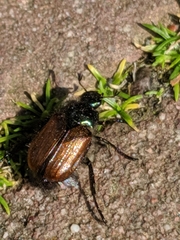 Phyllopertha horticola