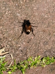 Phyllopertha horticola