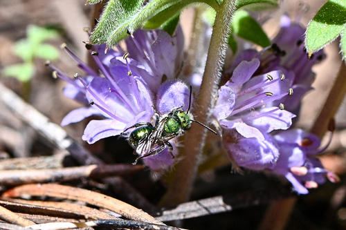 iNaturalist observation photo of Osmiini