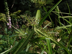 Scirpus ternatanus