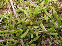Abrotanella caespitosa