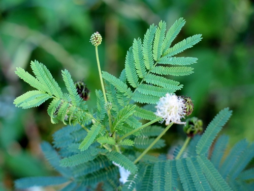 Illinois bundleflower
