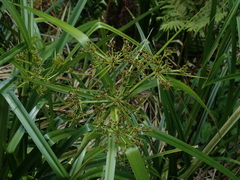 Scirpus ternatanus