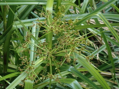 Scirpus ternatanus