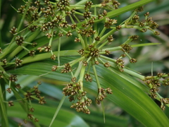 Scirpus ternatanus