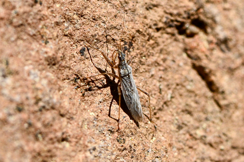iNaturalist observation photo of Nabis