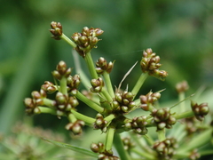 Scirpus ternatanus
