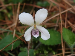 Viola adenothrix